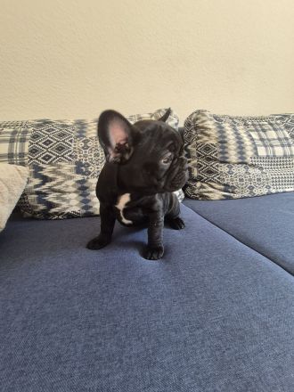 Französische Bulldog Welpen