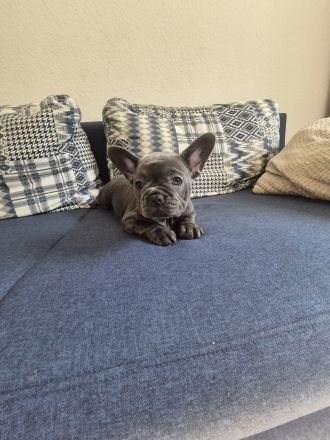 Französische Bulldog Welpen