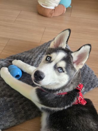 Sibirian husky 5 Monate
