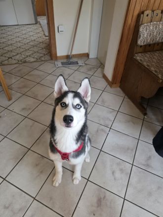 Sibirian husky 5 Monate