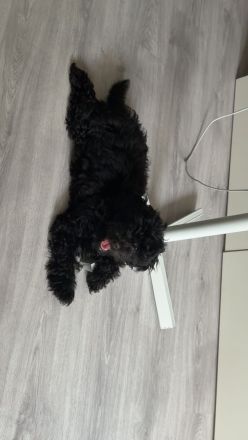 Bella sucht ein neues Zuhause