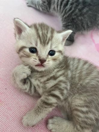 Wunderschöne BKH Tabby Kitten suchen ein liebevolles Zuhause