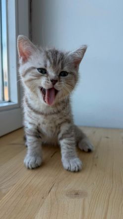 Wunderschöne BKH Tabby Kitten suchen ein liebevolles Zuhause