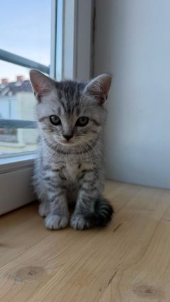 Wunderschöne BKH Tabby Kitten suchen ein liebevolles Zuhause