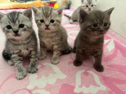 Wunderschöne BKH Tabby Kitten suchen ein liebevolles Zuhause