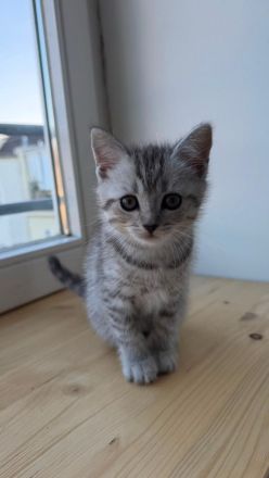 Wunderschöne BKH Tabby Kitten suchen ein liebevolles Zuhause
