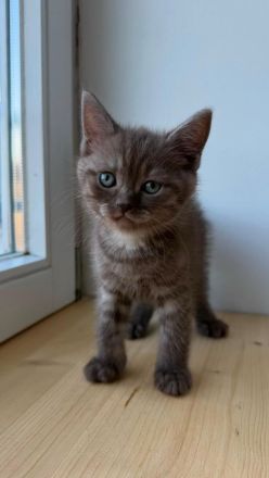 Wunderschöne BKH Tabby Kitten suchen ein liebevolles Zuhause