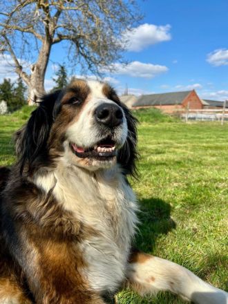 Berner Sennen Mischling Hündin