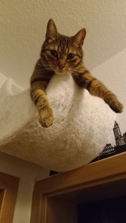 Schmuseliebhaber abzugeben