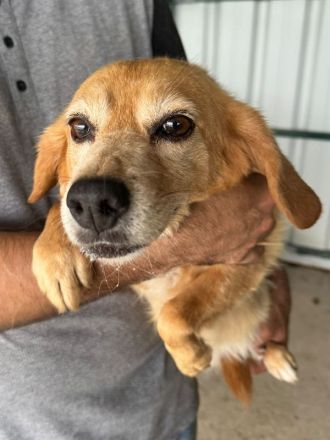 Cara, kleine, liebe Hundedame sucht ein warmes, fürsorgliches Für-Immer Plätzchen, 8J, 35 cm