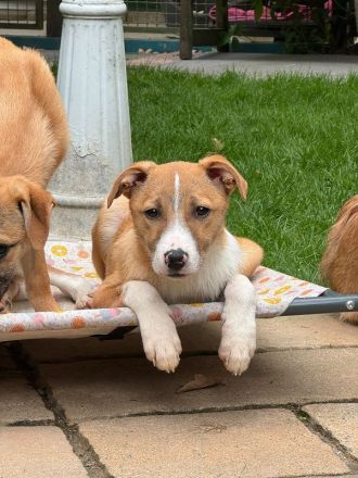 Heiner, fröhlicher, neugieriger Junghund sucht neues, spannendes Wirkungsfeld, 5M, 48 cm