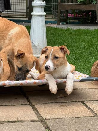 Heiner, fröhlicher, neugieriger Junghund sucht neues, spannendes Wirkungsfeld, 5M, 48 cm