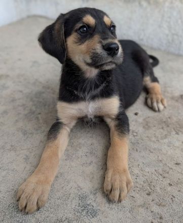 Hiro , geb. ca. 02/2026, lebt in GRIECHENLAND, im städt. Tierheim Serres
