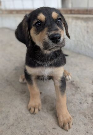 Hiro , geb. ca. 02/2026, lebt in GRIECHENLAND, im städt. Tierheim Serres
