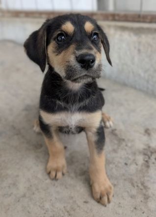 Hiro , geb. ca. 02/2026, lebt in GRIECHENLAND, im städt. Tierheim Serres
