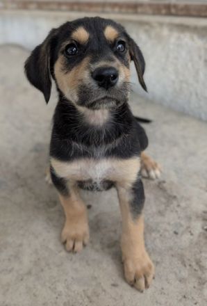 Hiro , geb. ca. 02/2026, lebt in GRIECHENLAND, im städt. Tierheim Serres