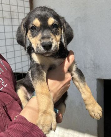 Hiro , geb. ca. 02/2026, lebt in GRIECHENLAND, im städt. Tierheim Serres