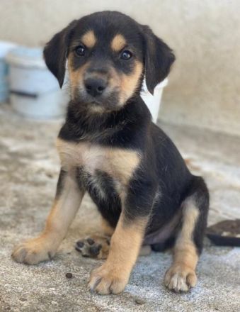 Hiro , geb. ca. 02/2026, lebt in GRIECHENLAND, im städt. Tierheim Serres