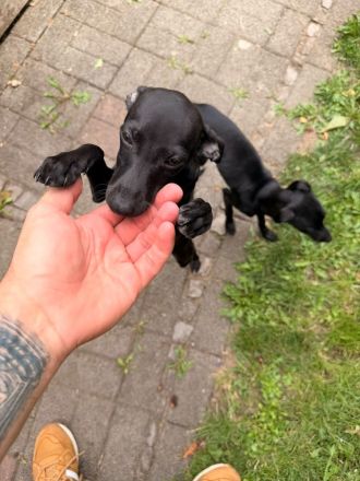 Hunde Welpen