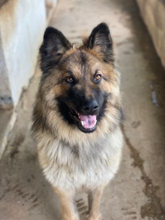 Joey, geb. ca. 08/2025, lebt in GRIECHENLAND, auf einer privaten Pflegestelle