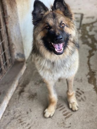 Joey, geb. ca. 08/2025, lebt in GRIECHENLAND, auf einer privaten Pflegestelle