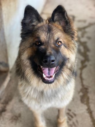Joey, geb. ca. 08/2025, lebt in GRIECHENLAND, auf einer privaten Pflegestelle
