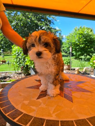Chinesische Schopfhund Welpen suchen liebevolles Zuhause