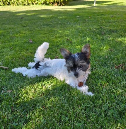 Chinesische Schopfhund Welpen suchen liebevolles Zuhause