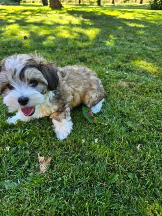 Chinesische Schopfhund Welpen suchen liebevolles Zuhause