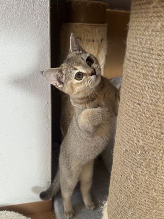 Wunderschöne Britisch Kurzhaar Kitten suchen ein liebevolles Zuhause