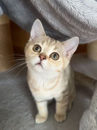 Wunderschöne Britisch Kurzhaar Kitten suchen ein liebevolles Zuhause