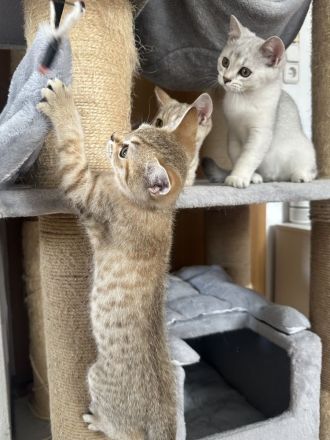 Wunderschöne Britisch Kurzhaar Kitten suchen ein liebevolles Zuhause