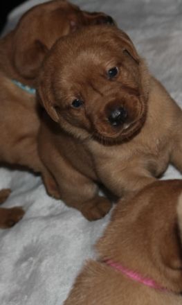 Labrador Retriever