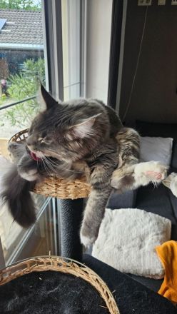 Eine süße main coon dame
