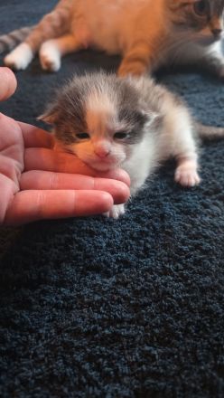 Ein süßer main coon kater