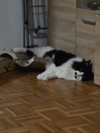 Ein süßer main coon kater