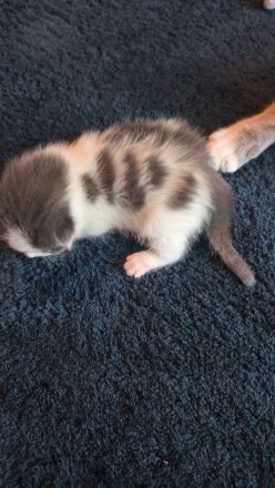 Ein süßer main coon kater