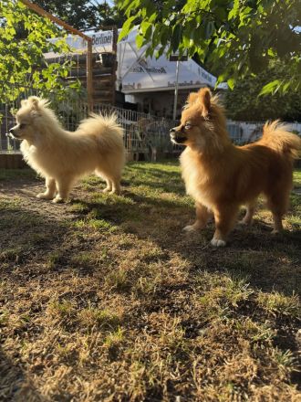 Zwei liebevoll aufgezogene Pomeranian-Welpen – Rüde & Hündin – geimpft & gechippt