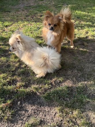 Zwei liebevoll aufgezogene Pomeranian-Welpen – Rüde & Hündin – geimpft & gechippt