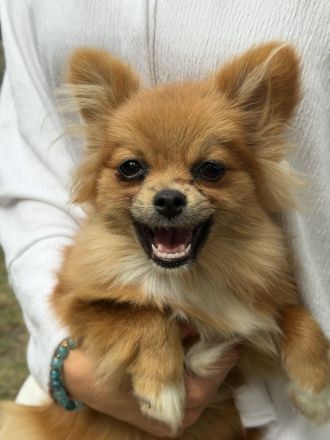 Zwei liebevoll aufgezogene Pomeranian-Welpen – Rüde & Hündin – geimpft & gechippt