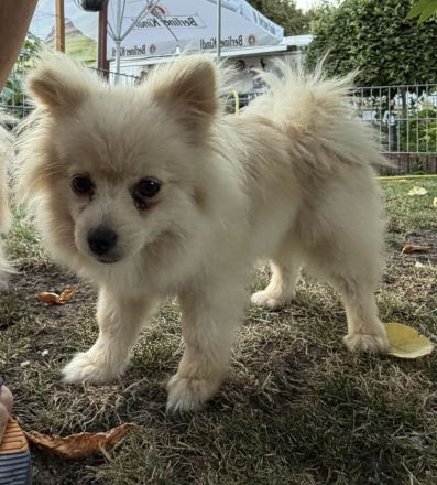 Zwei liebevoll aufgezogene Pomeranian-Welpen – Rüde & Hündin – geimpft & gechippt
