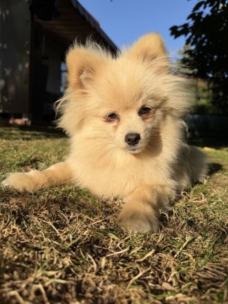 Zwei liebevoll aufgezogene Pomeranian-Welpen – Rüde & Hündin – geimpft & gechippt