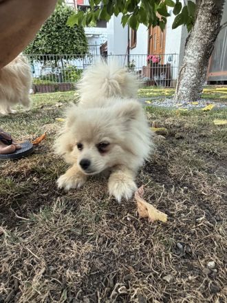 Zwei liebevoll aufgezogene Pomeranian-Welpen – Rüde & Hündin – geimpft & gechippt