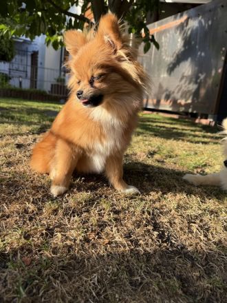Zwei liebevoll aufgezogene Pomeranian-Welpen – Rüde & Hündin – geimpft & gechippt