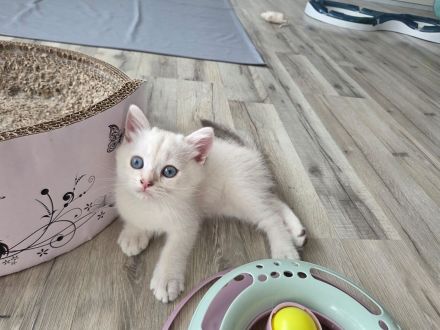 BKH-Mädel sucht ab sofort/Stammbaum/2x Impfung/Gesundheitszeugnis/Gentests Eltern/HCM neg
