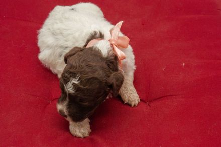 Lagotto Romagnolo Welpen, Wurf vom 10. September 2026, ENCI, Toskana