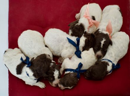 Lagotto Romagnolo Welpen, Wurf vom 17. Juli 2026, ENCI, Toskana