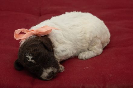 Lagotto Romagnolo Welpen, Wurf vom 10. September 2026, ENCI, Toskana