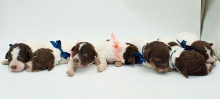 Lagotto Romagnolo Welpen, Wurf vom 17. Juli 2026, ENCI, Toskana
