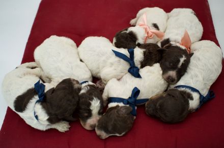 Lagotto Romagnolo Welpen, Wurf vom 17. Juli 2026, ENCI, Toskana